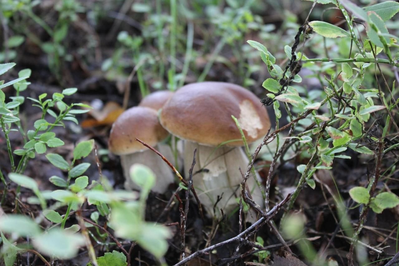 Шале Tervalepikon Torpat Сюсмя