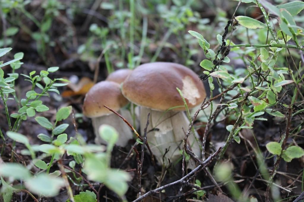 Шале Tervalepikon Torpat Сюсмя